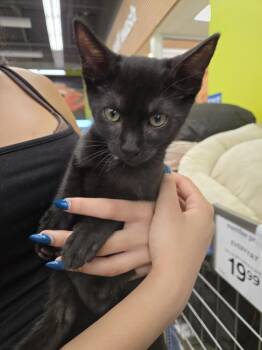 Brandi -  Bombay Cat for Adoption in Randolph, Massachusetts - Brandi | PetCurious