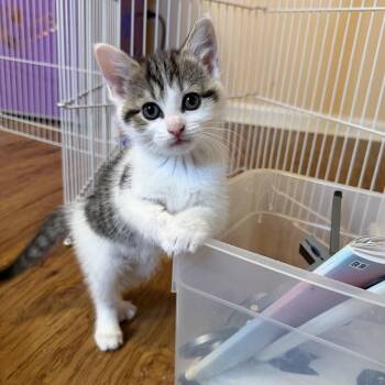 Domestic Short Hair Cats Available for Adoption - Rufus & Sarsparilla | PetCurious