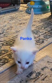 Panko -  Himalayan and Domestic Medium Hair Cat for Adoption in Jamesville, New York - Panko | PetCurious