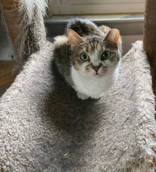 Birdie -  Domestic Short Hair Cat for Adoption in Macedonia, Ohio - Birdie | PetCurious