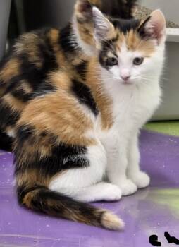 Chelsie -  Calico Cat for Adoption in Anna, Illinois - Chelsie | PetCurious