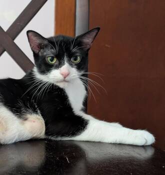 Domestic Short Hair Cats Available for Adoption in Cincinnati, Ohio - Zero | PetCurious