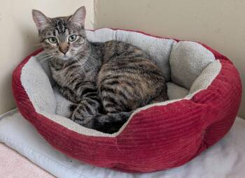 Bizzy -  Tabby Cat for Adoption in Somerset, Kentucky - Bizzy | PetCurious