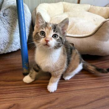 Thistle -  Domestic Short Hair Cat for Adoption in Ona, West Virginia - Thistle | PetCurious
