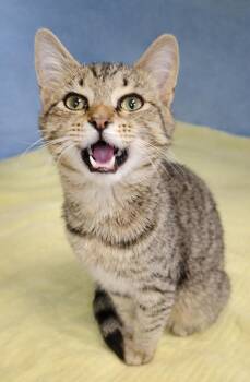 Domestic Short Hair and Tabby Cats Available for Adoption - Kitten Turnip | PetCurious