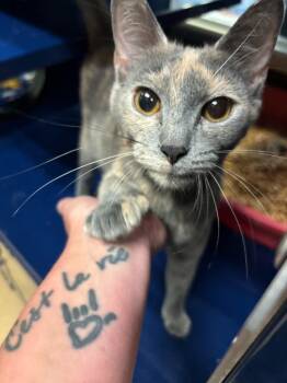 Domestic Short Hair Cats Available for Adoption in Little Elm, Texas - Toffee | PetCurious