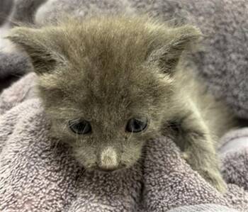 GIHANNA -  Domestic Short Hair Cat for Adoption in Rosenberg, Texas - GIHANNA | PetCurious