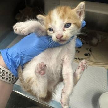 Ronnie -  Domestic Short Hair Cat for Adoption in Tampa, Florida - Ronnie | PetCurious