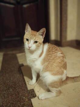 Rescue Domestic Short Hair Cats for Adoption in Brampton, Ontario - Sezar-3 Legs | PetCurious