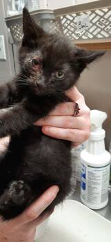 Doc -  Devon Rex and Domestic Short Hair Cat for Adoption in Georgetown, Ohio - Doc | PetCurious