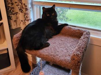 Rescue Domestic Long Hair Cats for Adoption in Mount Laurel Township, New Jersey - Mateo Snow Angel | PetCurious
