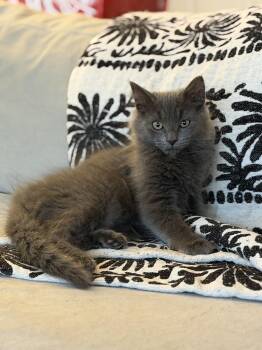 Artemis -  Domestic Long Hair Cat for Adoption in New York, New York - Artemis | PetCurious
