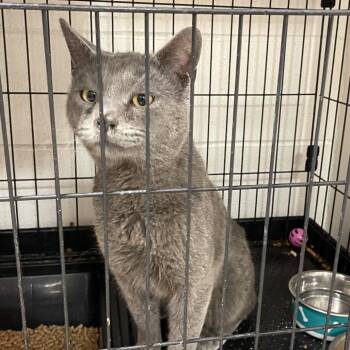 Goober -  Russian Blue and Domestic Short Hair Cat Available for Adoption in Brownsboro, Alabama - Goober | PetCurious