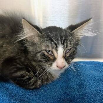Uma -  Domestic Short Hair Cat for Adoption in Bentonville, Arkansas - Uma | PetCurious