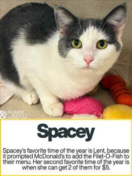 Rescue Domestic Short Hair Cats for Adoption in Hagerstown, Maryland - SPACEY | PetCurious