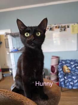 Rescue American Shorthair Cats for Adoption in El Dorado, Arkansas - Hunny Bunch | PetCurious