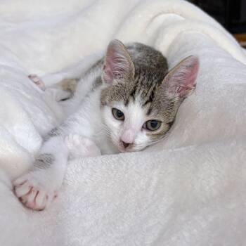 Fibonacci -  Domestic Short Hair Cat for Adoption in Philadelphia, Pennsylvania - Fibonacci | PetCurious