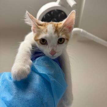 Larimar -  Domestic Short Hair Cat for Adoption in Champaign, Illinois - Larimar | PetCurious