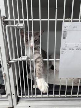 Rescue Domestic Short Hair Cats for Adoption in Brunswick, Georgia - CLIVE | PetCurious