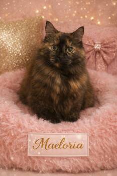 Tortoiseshell Cats Available for Adoption - Maeloria | PetCurious