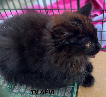 Rescue Domestic Long Hair Cats for Adoption - Tilapia | PetCurious