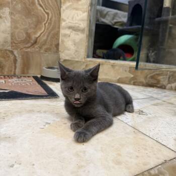 Topaz -  American Shorthair Cat for Adoption in Helena, Alabama - Topaz | PetCurious