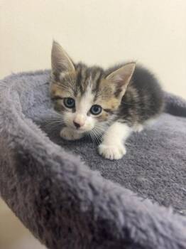 Jasper 23856 -  Domestic Short Hair Cat for Adoption in Monroe, Georgia - Jasper 23856 | PetCurious