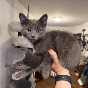 Dimoo -  Domestic Short Hair Cat for Adoption in Chicago, Illinois - Dimoo | PetCurious