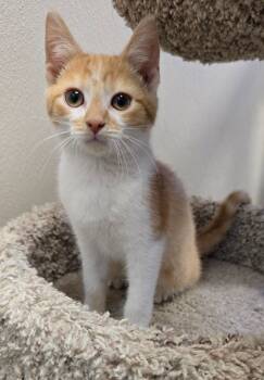 Rescue Domestic Short Hair Cats for Adoption in Murphysboro, Illinois - Andy | PetCurious