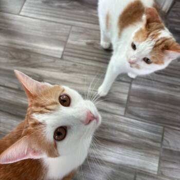 Toad -  Domestic Short Hair Cat for Adoption in West Des Moines, Iowa - Toad | PetCurious