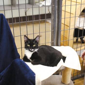 Domestic Short Hair Cats Available for Adoption - Carmen  | PetCurious