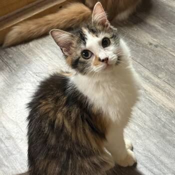 Opal -  Calico and Tabby Cat for Adoption in East Amherst, New York - Opal | PetCurious