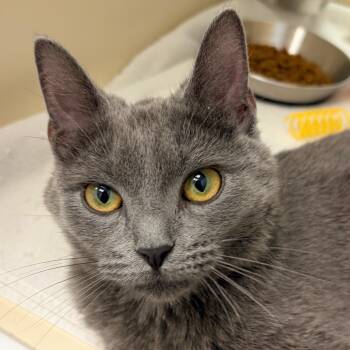 Domestic Short Hair Cats Available for Adoption in Naperville, Illinois - Nimbus | PetCurious