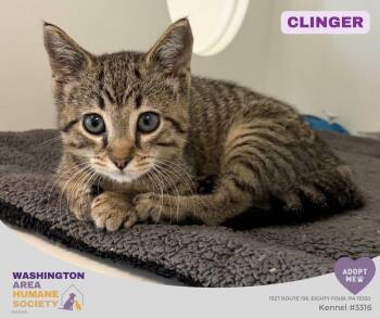 Clinger -  Domestic Short Hair Cat for Adoption in Eighty Four, Pennsylvania - Clinger | PetCurious