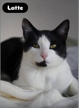 Domestic Short Hair Cats Available for Adoption - Latte ( Friendly & Sweet) | PetCurious