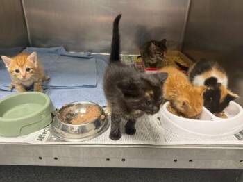 Domestic Short Hair Cats Available for Adoption in Sevierville, Tennessee - Habit | PetCurious