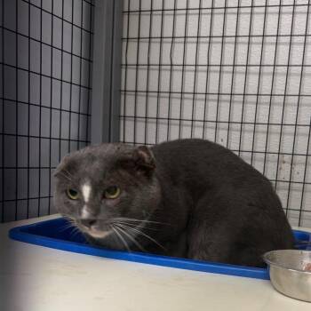 Chicken Jerky -  Domestic Short Hair Cat for Adoption in Columbiana, Alabama - Chicken Jerky | PetCurious