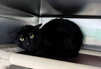 Midnight (TAS #3) -  Domestic Short Hair Cat for Adoption in Trenton, New Jersey - Midnight (TAS #3) | PetCurious