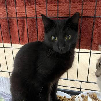 SVAS-Stray-39552 -  Domestic Short Hair Cat for Adoption in Lyndhurst, Virginia - SVAS-Stray-39552 | PetCurious