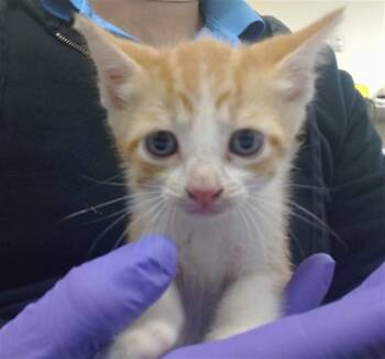 TOPAZ -  Domestic Short Hair Cat for Adoption in Doral, Florida - TOPAZ | PetCurious