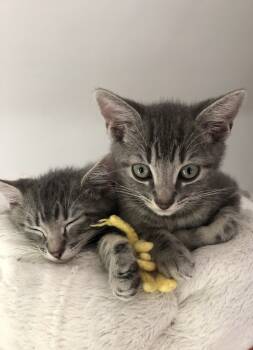 Rescue Domestic Short Hair Cats for Adoption in San Francisco, California - Nube | PetCurious