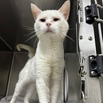 Bertrand -  Domestic Short Hair Cat for Adoption in Charleston, West Virginia - Bertrand | PetCurious