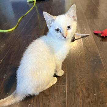 Rescue Domestic Medium Hair Cats for Adoption in Murray, Kentucky - Yuzu | PetCurious