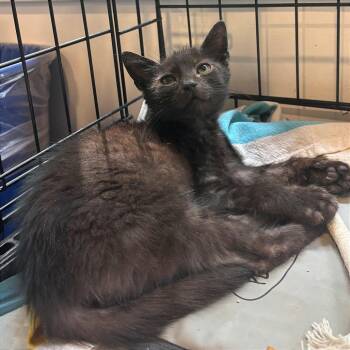 Weather Kittens: Thunder -  Domestic Short Hair Cat for Adoption in Washington, District Of Columbia - Weather Kittens: Thunder | PetCurious