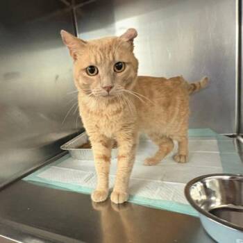 Turner -  Domestic Short Hair Cat for Adoption in Fort Worth, Texas - Turner | PetCurious