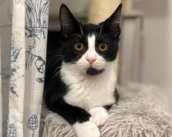 Rescue Domestic Short Hair Cats for Adoption in Hanson, Massachusetts - Ringo (shy But Sweet Boy) | PetCurious