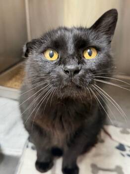 Mango -  Domestic Short Hair Cat for Adoption in Menomonie, Wisconsin - Mango | PetCurious