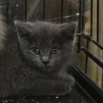 Domestic Medium Hair Cats Available for Adoption - Aggie | PetCurious