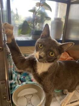 Olive -  Domestic Short Hair Cat for Adoption in Lowell, Massachusetts - Olive | PetCurious