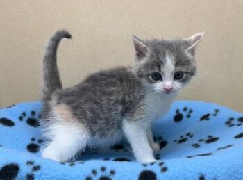 Domestic Short Hair Cats Available for Adoption in Washington Court House, Ohio - Zoey | PetCurious
